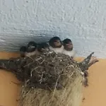 Pashuta Affittacamere